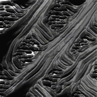 bgdsub200x200.gif